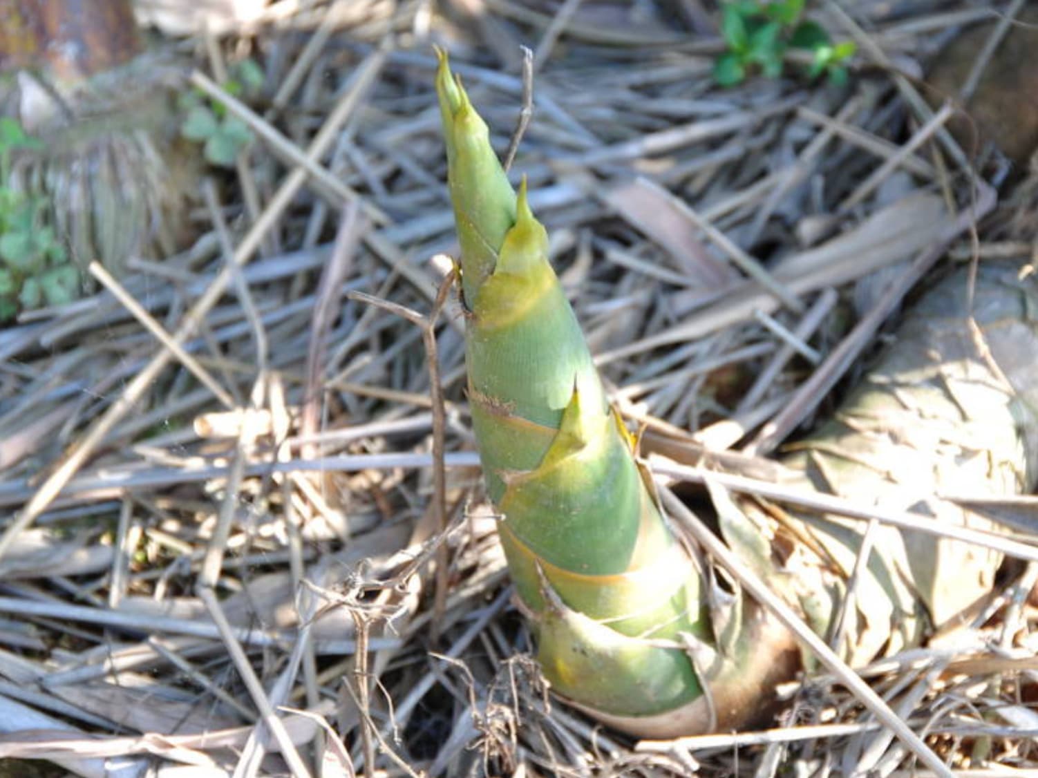 “The Chinese would cut a tightly-packed bed of bamboo to a uniform length, bind it into a bundle, then strap the victim down tightly on top of it. Bamboo is one of the fastest-growing plants in the world, and over a few weeks will grow right through a person.”